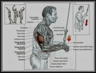 Triceps Hareketleri Nelerdir?